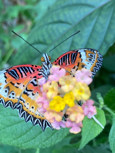 Photo of a butterfly sitting on a plant leaf next to some flowers.