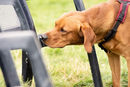 Photo of a Police Sniffer Dog smelling a chair.