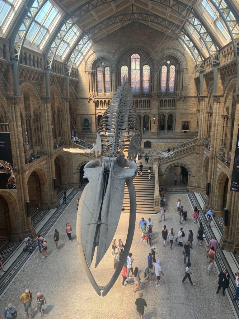 The dinosaur hanging from the ceiling in the Natural History Museum